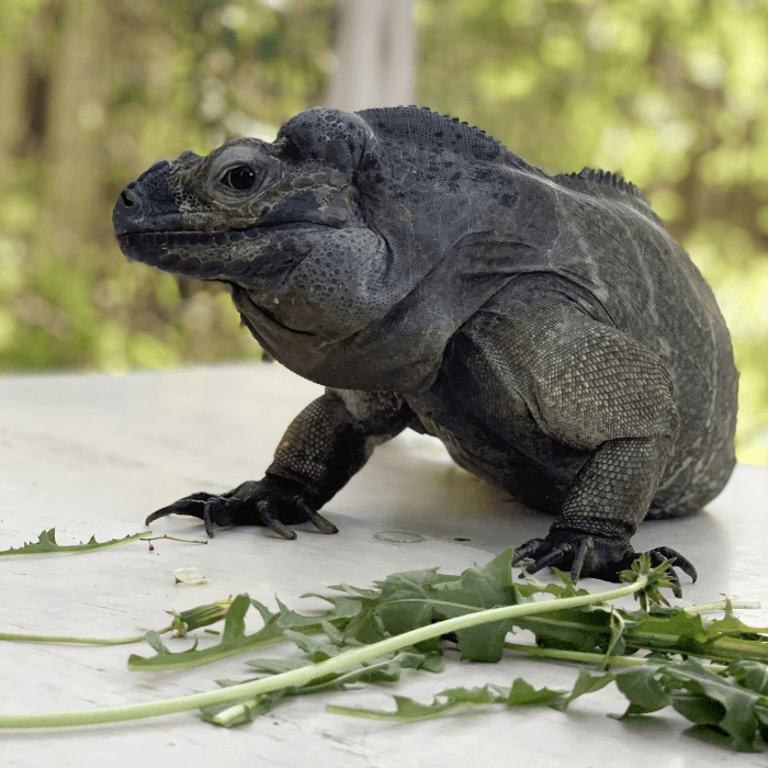 Exotic pets near store me