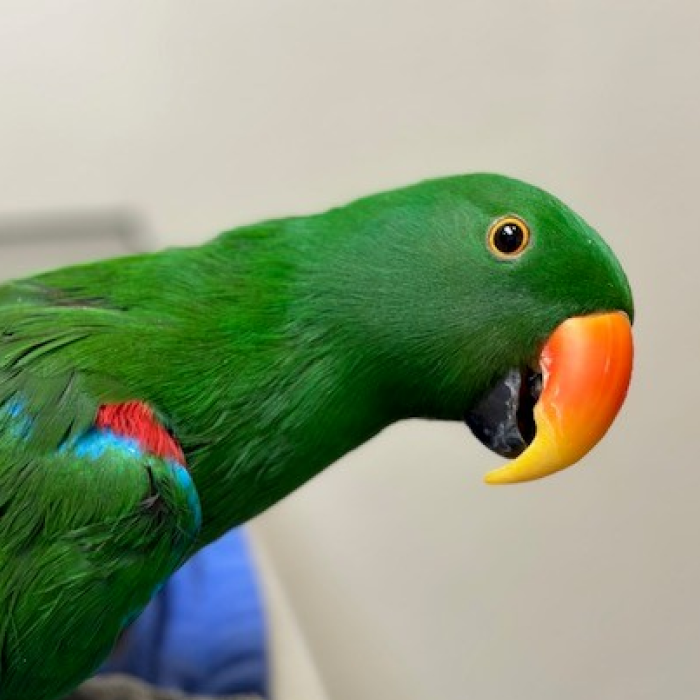 Avian Vet Near Me 95118 94063 Wildwood Vet Hospital