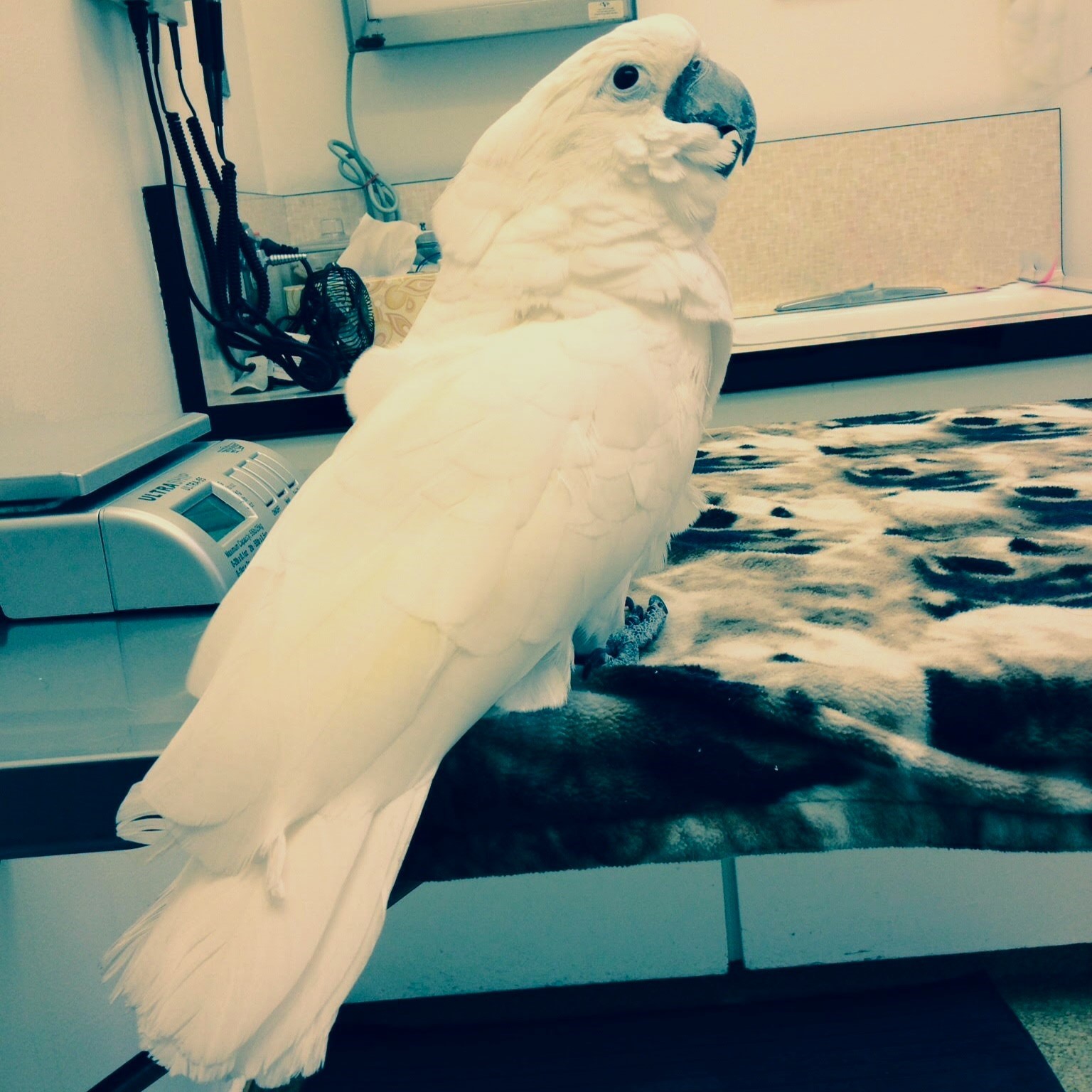 Atreyu Wildwood Veterinary Hospital